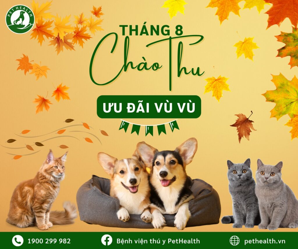 Top 5 Mẫu Content Quảng Cáo Phòng Khám Thú Y Hút Khách Nhất 2 Mẫu content quảng cáo phòng khám thú y 1