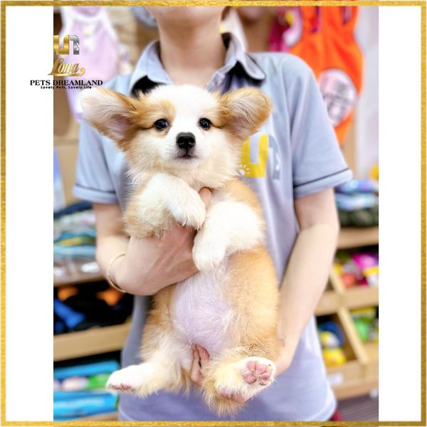 Top 5 Mẫu Content Quảng Cáo Phòng Khám Thú Y Hút Khách Nhất 5 Mẫu content quảng cáo phòng khám thú y 4