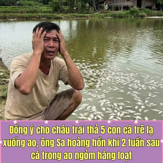 Đồng ý cho cháu trai thả 5 con cá trê lạ xuống ao, ông Sa hoảng hồn khi 2 tuần sau cá trong ao ngỏm hàng loạt 1 11