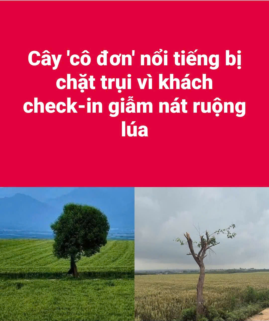 Cây 'cô đơn' nổi tiếng bị chặt trụi vì khách check-in giẫm nát ruộng lúa 2 1 3